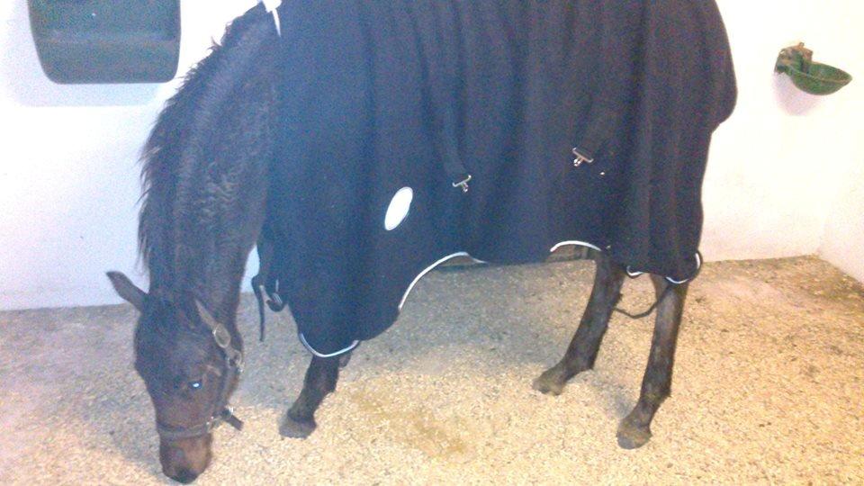 Dansk Varmblod TWINHORS DON'A BALLERINA - En våd og kold dag - så må vi lpne onkels tøj <3 billede 35