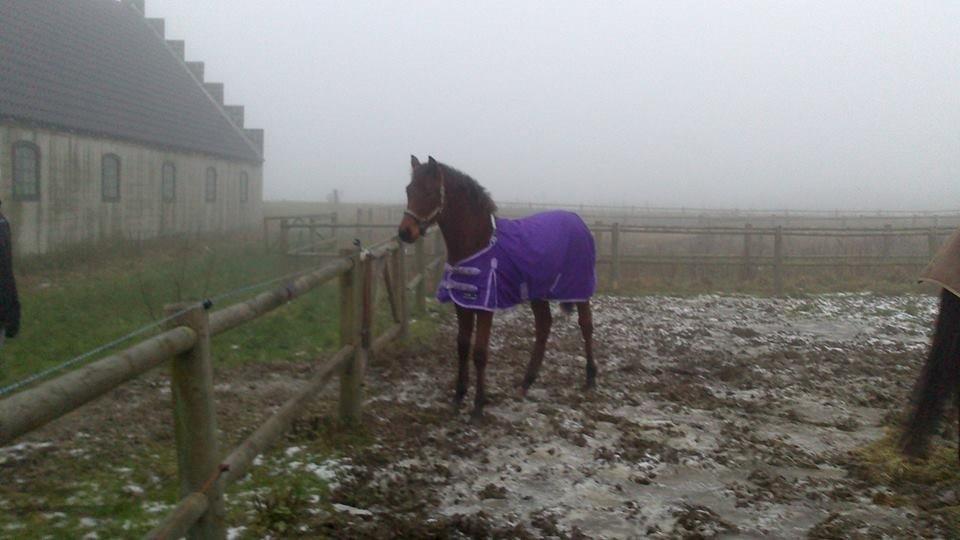 Dansk Varmblod TWINHORS DON'A BALLERINA - Rina på paladsets fold <3 billede 36