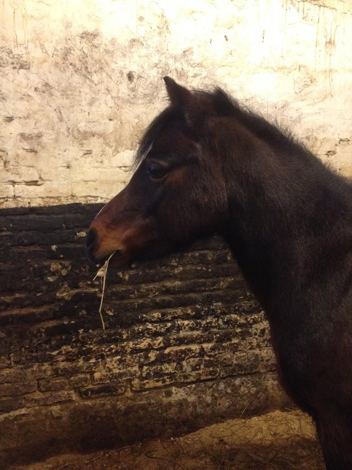 Welsh Mountain (sec A) Caprice - Mmm lækkert hø billede 1