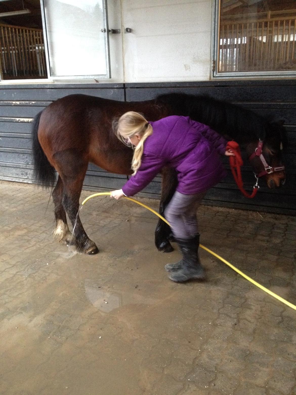 Welsh Mountain (sec A) Caprice - Hun var lidt beskidt billede 4
