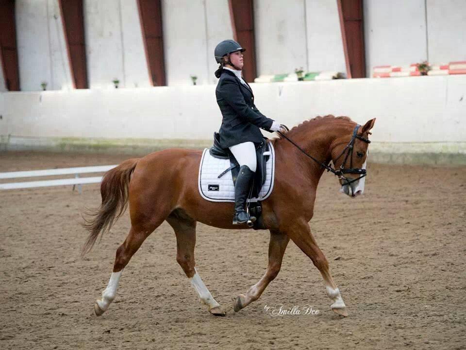 Anden særlig race Milando - Lækker pony! billede 15