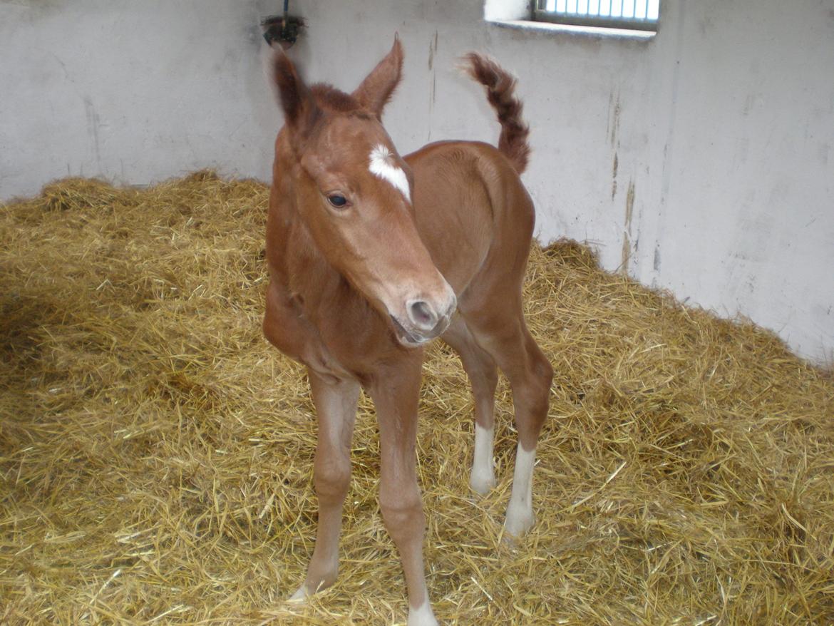 Dansk Varmblod Stihøjens Donnabell. - Ca. 4 timer gamle. billede 1