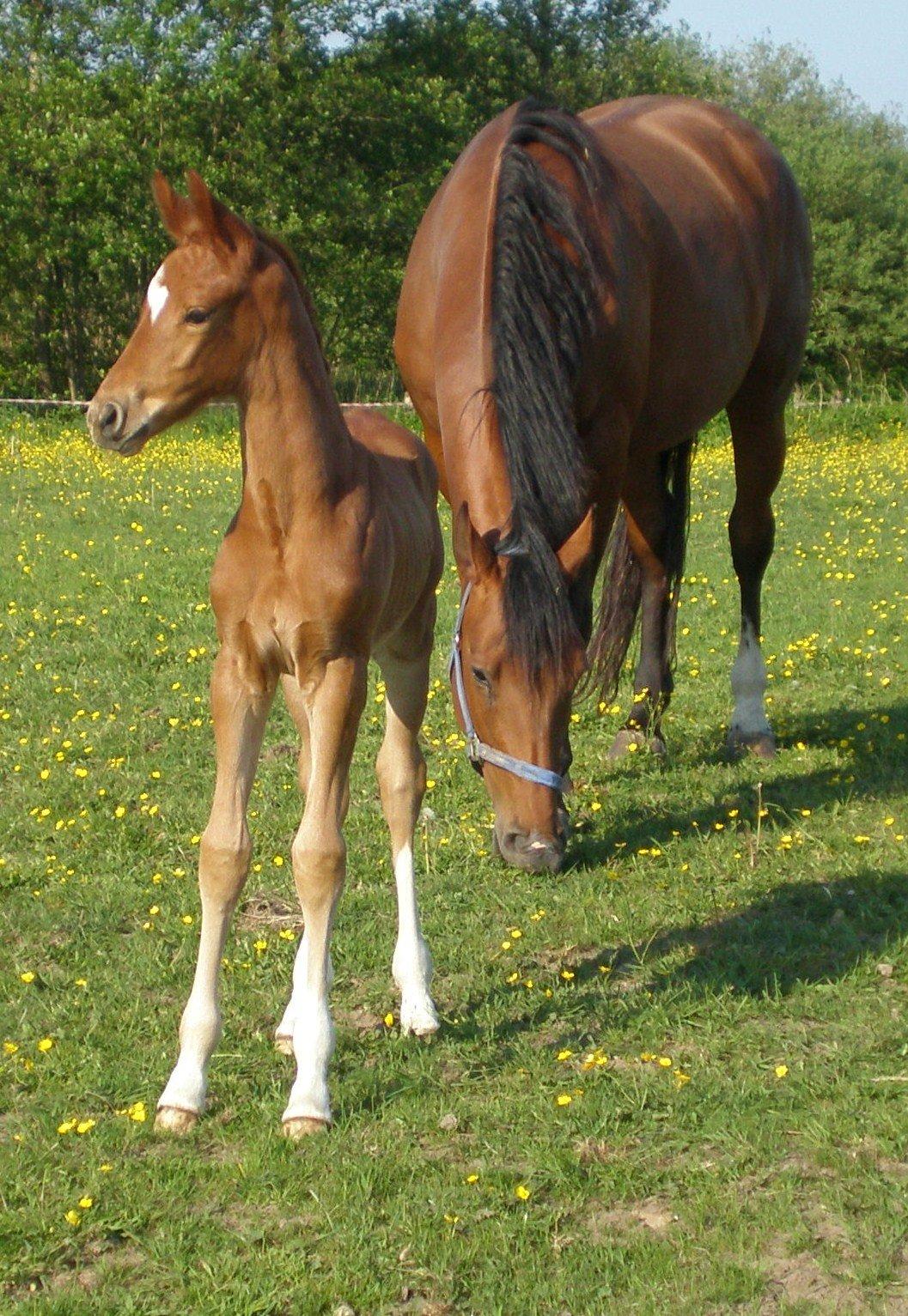 Dansk Varmblod Stihøjens Donnabell. - På fold med mor. billede 2