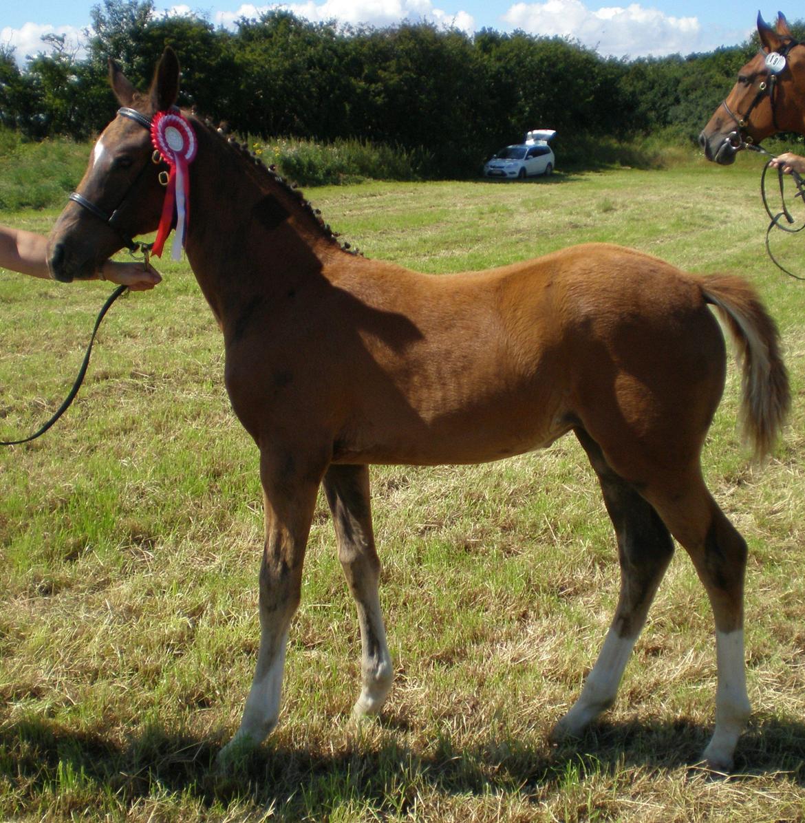 Dansk Varmblod Stihøjens Donnabell. - Følskue på Ask. billede 3