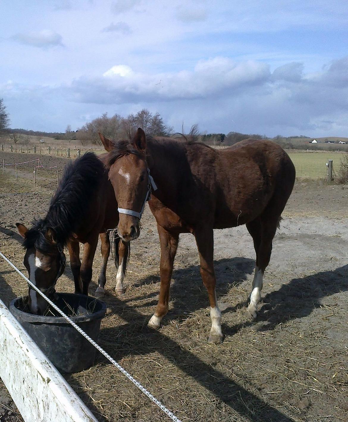 Dansk Varmblod Stihøjens Donnabell. - Deler hø med ponyen. billede 5