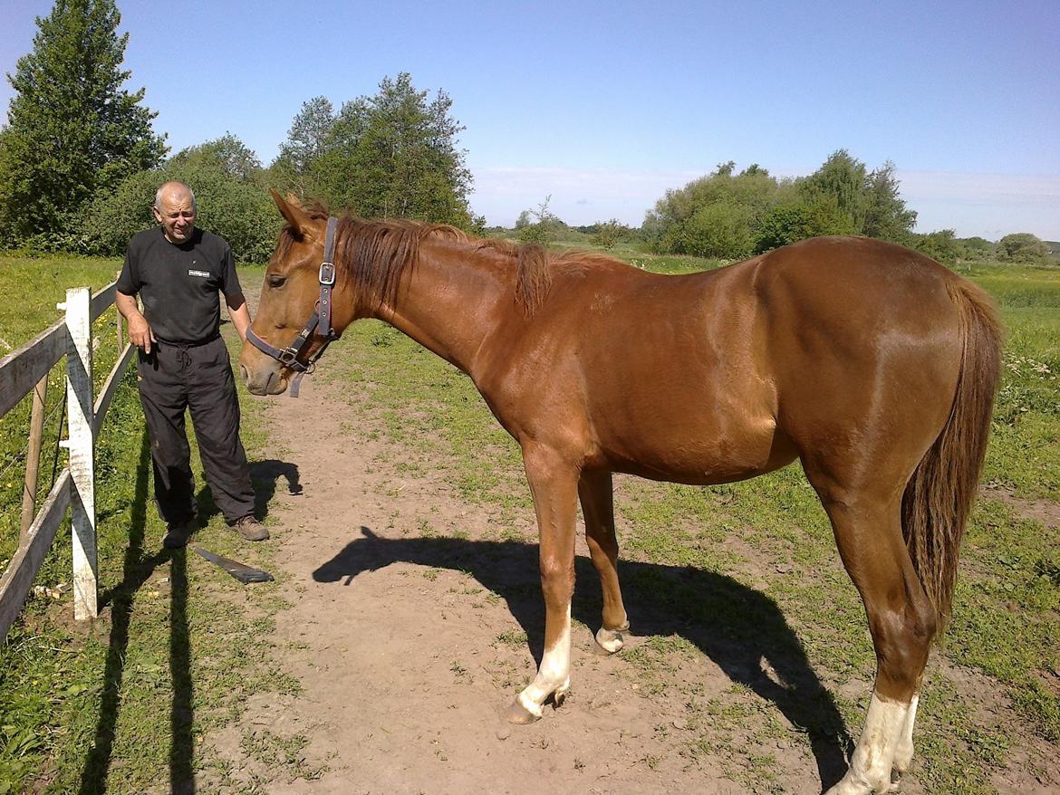 Dansk Varmblod Stihøjens Donnabell. - Donnabell 1 år. billede 6