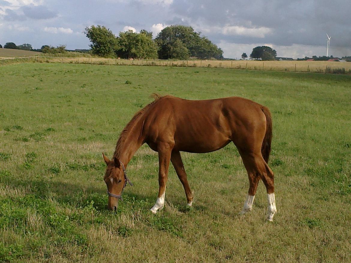 Dansk Varmblod Stihøjens Donnabell. - Donnabell på den nye fold. billede 7