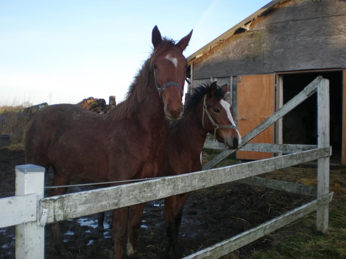 Dansk Varmblod Stihøjens Donnabell. - På muderfold med ponyen. billede 8