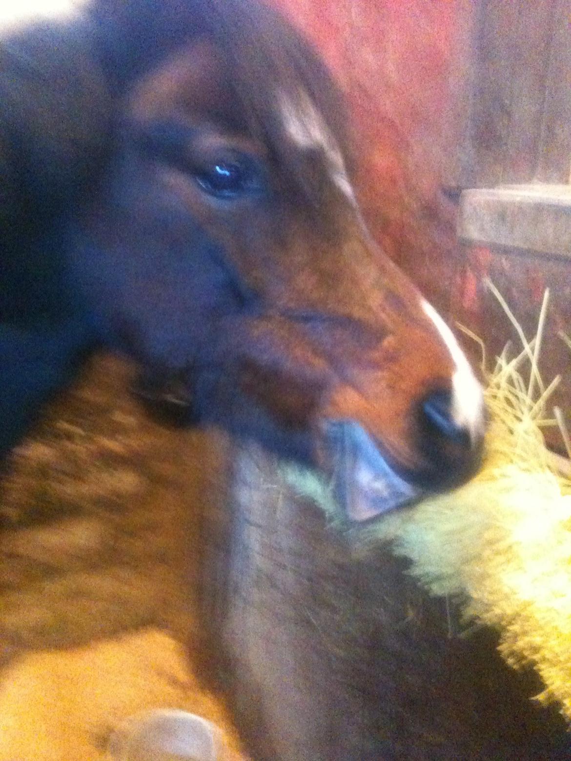 Welsh Mountain (sec A) Caprice - grisse smiler billede 7