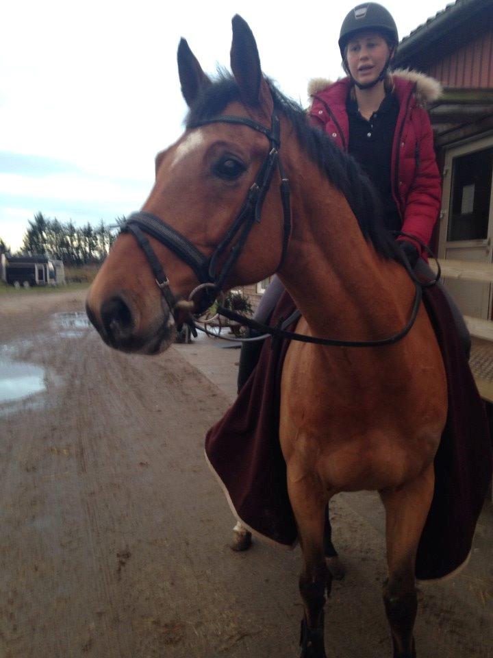 Dansk Varmblod RTS - Contreau - Contreau og jeg, anden gang jeg prøvede ham, 29/12-13 billede 5