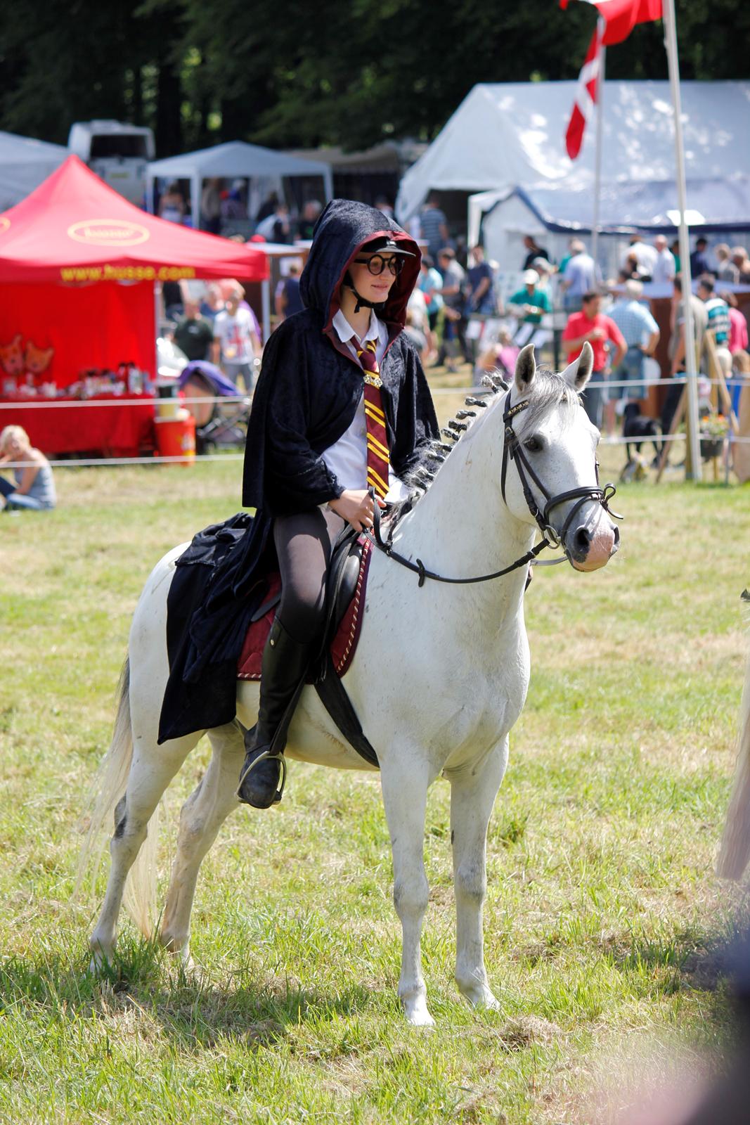 Tysk Sportspony Harry billede 3