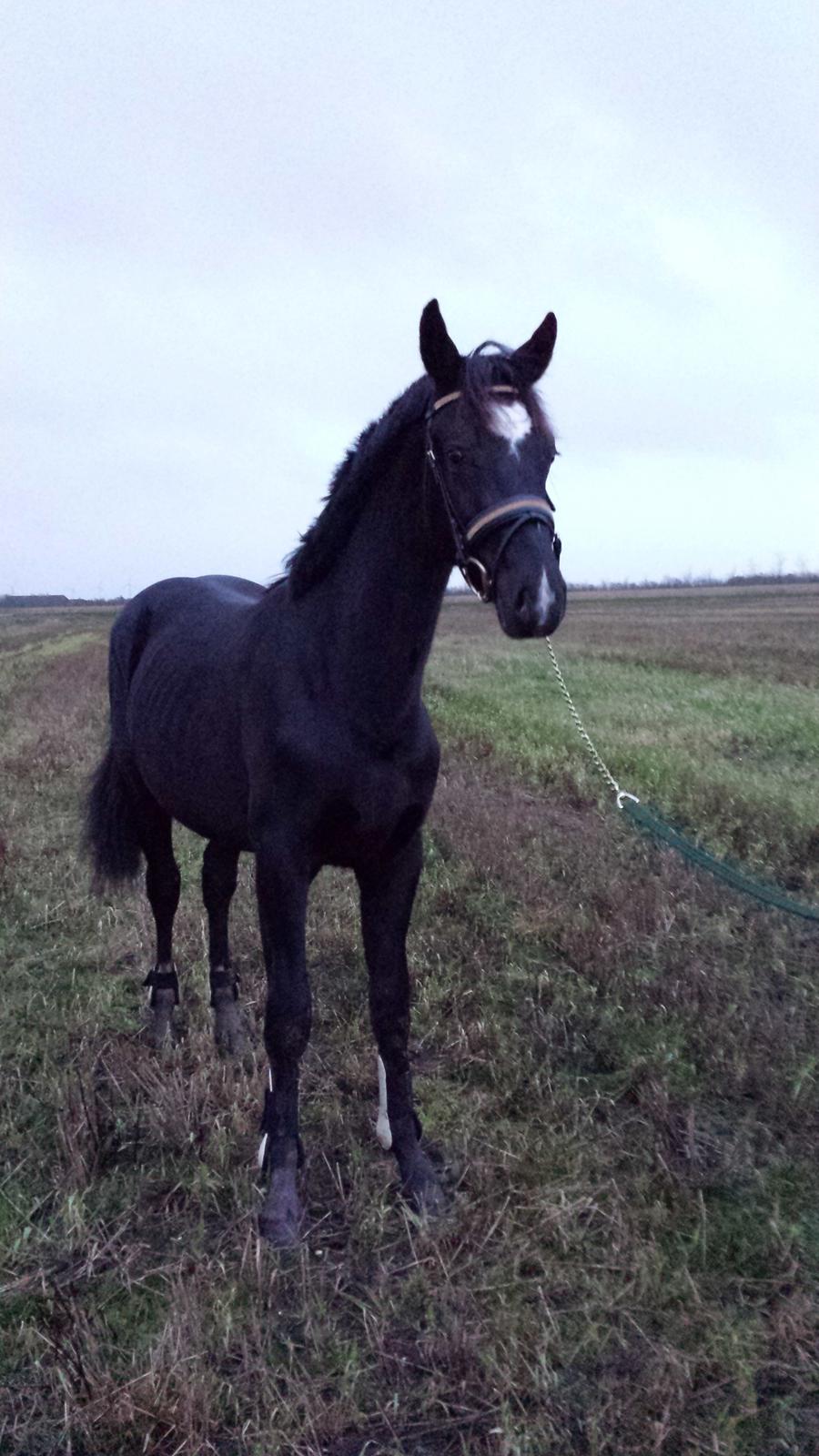 Hollandsk Varmblod Special D Junior billede 9