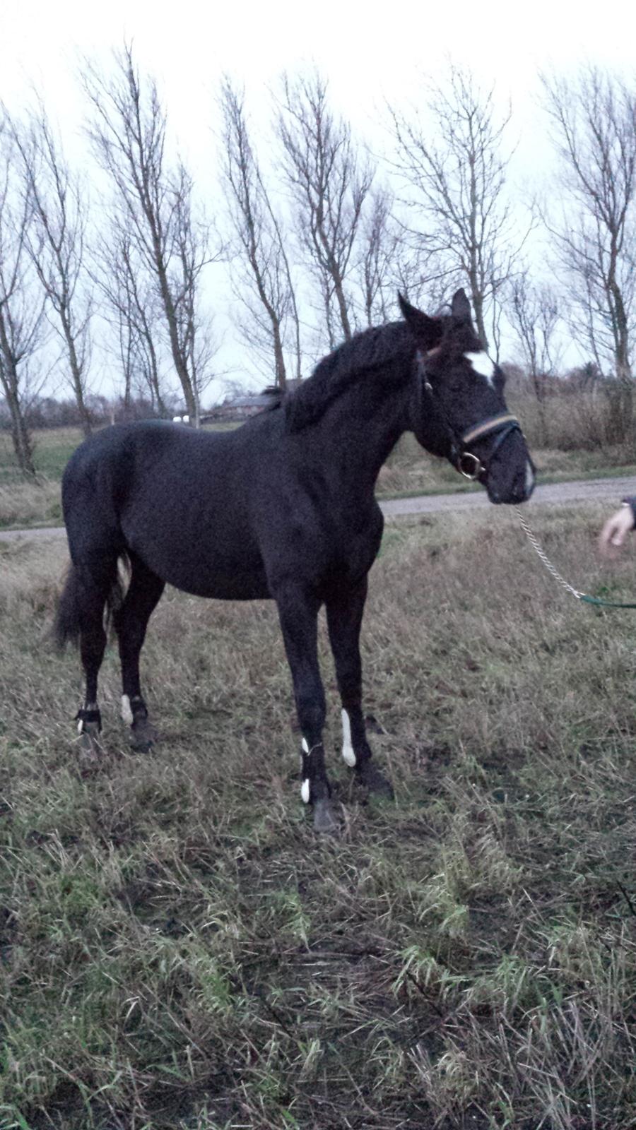 Hollandsk Varmblod Special D Junior billede 8