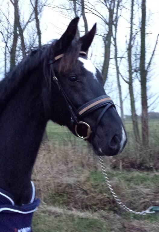 Hollandsk Varmblod Special D Junior billede 10