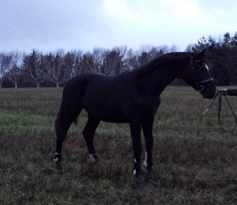 Hollandsk Varmblod Special D Junior billede 7