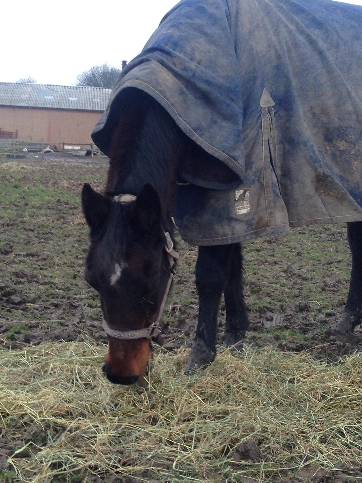 Traver sissel win billede 18