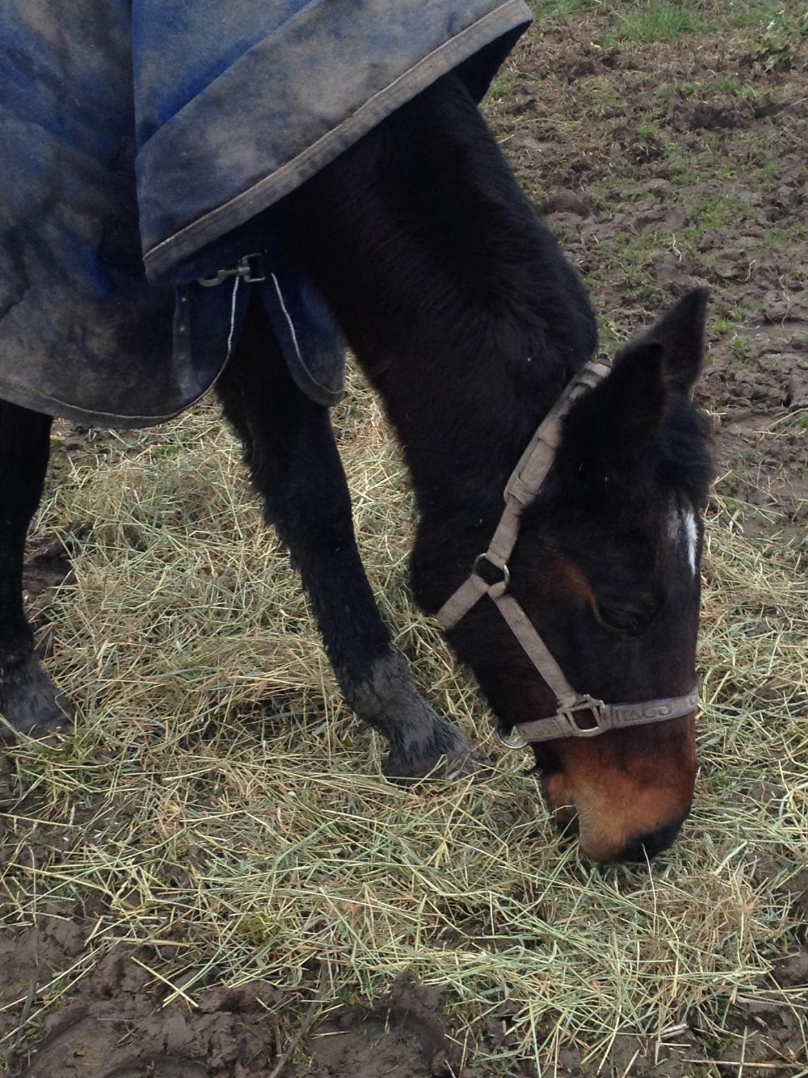 Traver sissel win billede 19