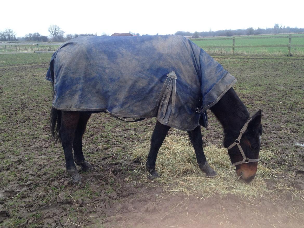 Traver sissel win billede 20