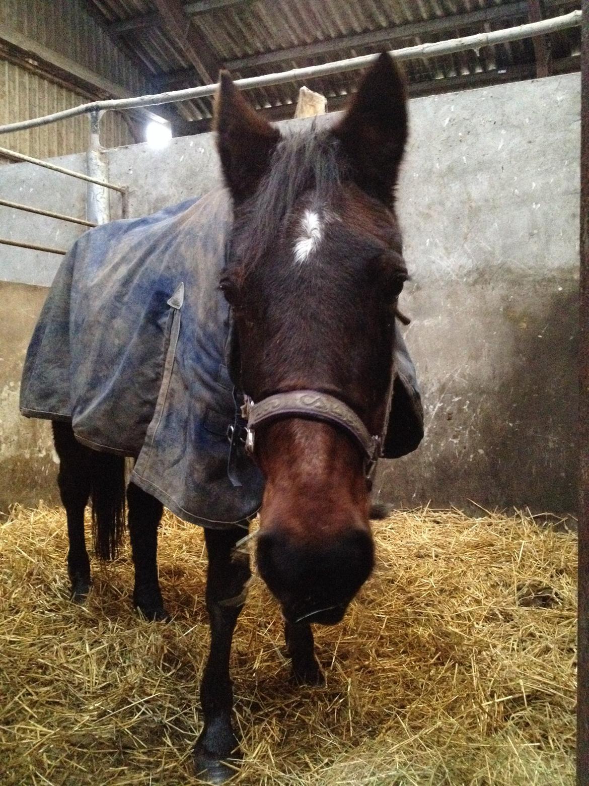 Traver sissel win billede 22