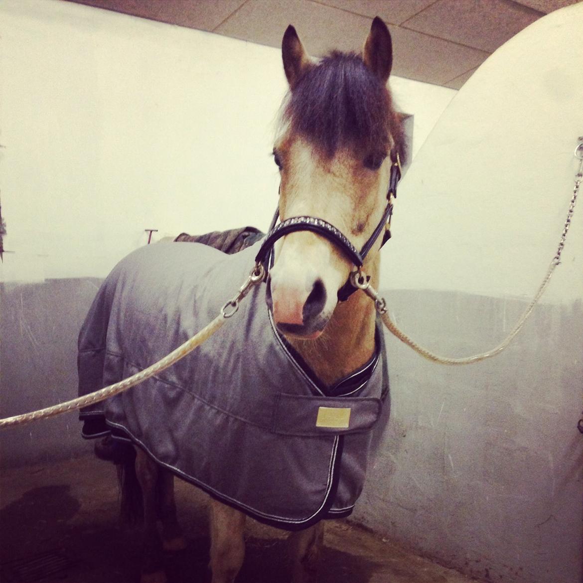 Anden særlig race  Wilse´s Santo billede 20