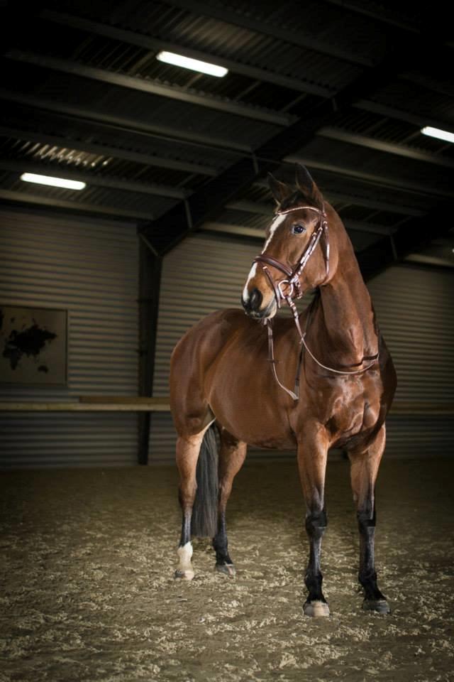 Dansk Varmblod Milans Mini Star billede 9