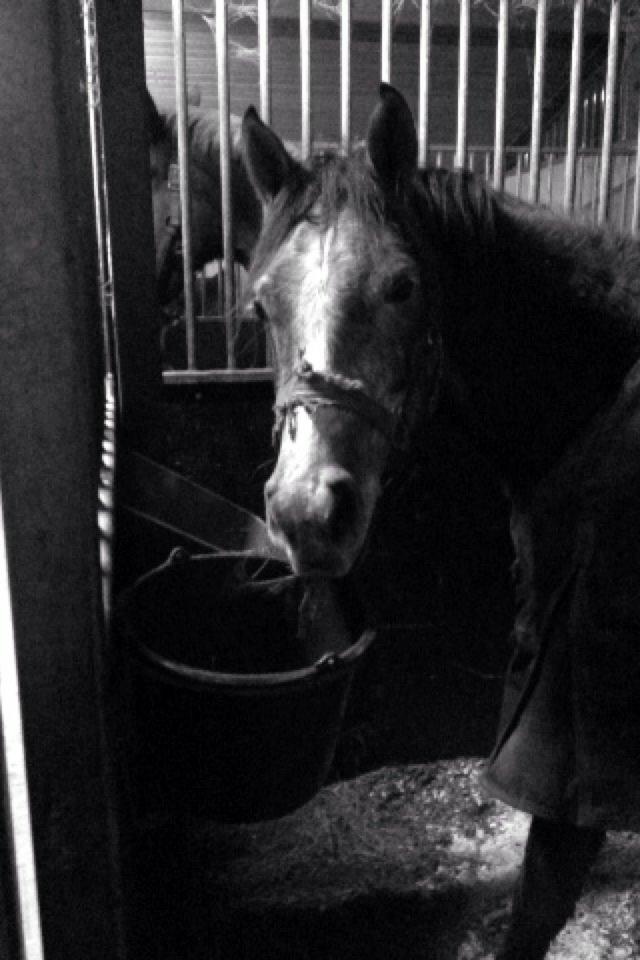 DSP Lundgårds Castillo billede 20