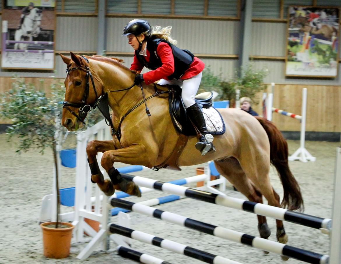 Anden særlig race Stald mejses don reno (solgt) - C-stævne Tørring billede 2