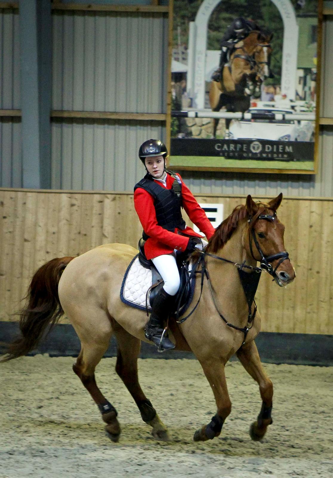 Anden særlig race Stald mejses don reno (solgt) - C-stævne Tørring billede 6