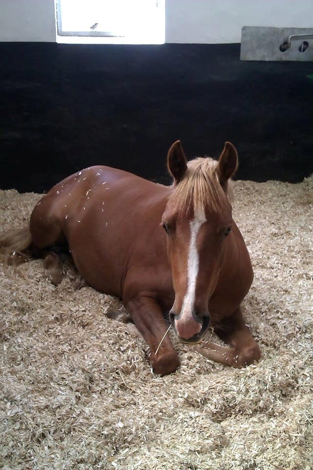 Palomino Havens Aura - En træt Aura efter en varm nat på folden. billede 1