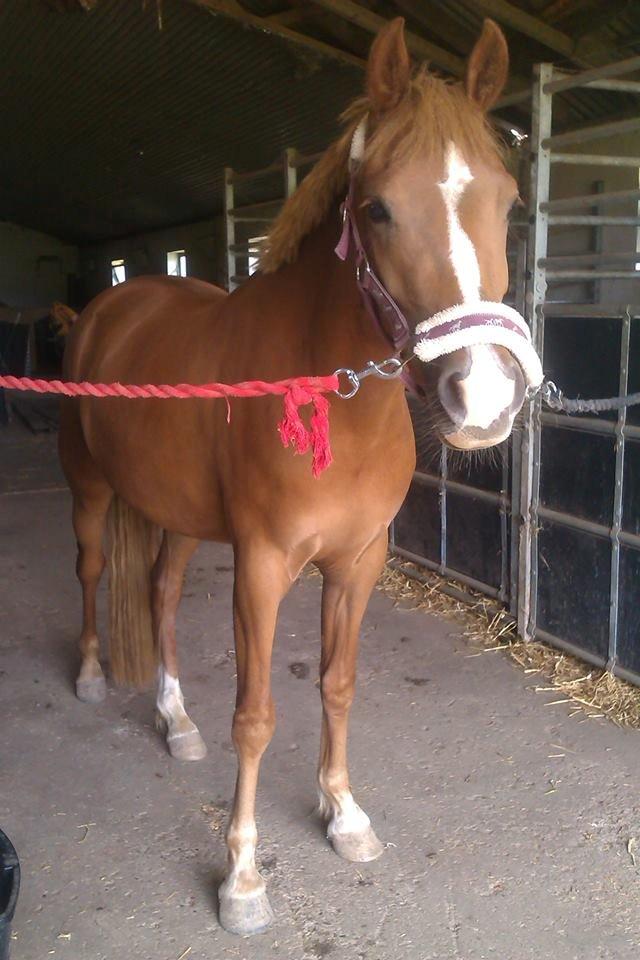 Palomino Havens Aura - Aura da jeg var oppe og kigge på hende. billede 2