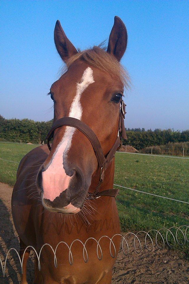 Palomino Havens Aura - Hun er bare så smuk. billede 3