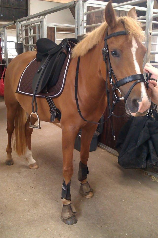 Palomino Havens Aura - Første gang hun har sit fine nye udstyr på. billede 5