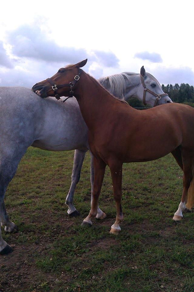 Palomino Havens Aura - Hygge stund med sin bedste ven. billede 6