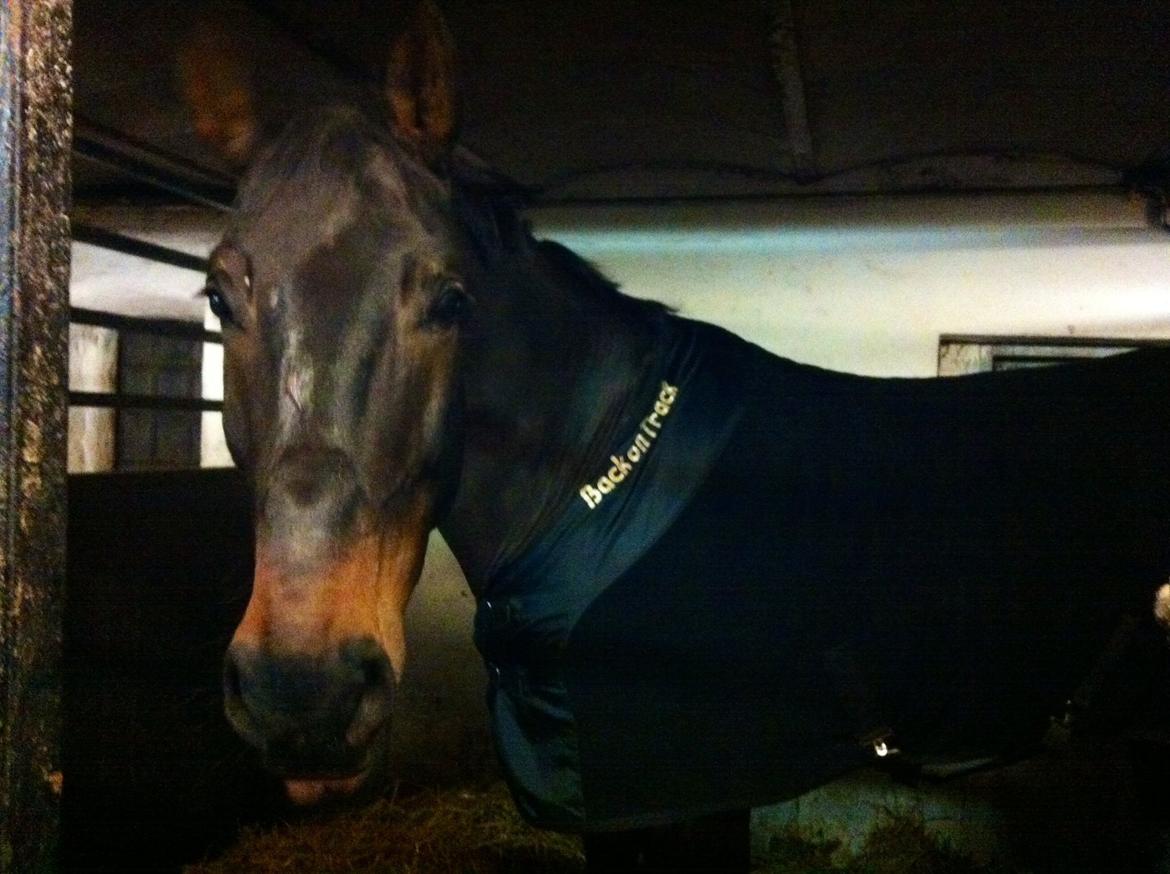 Dansk Varmblod Lewis billede 8