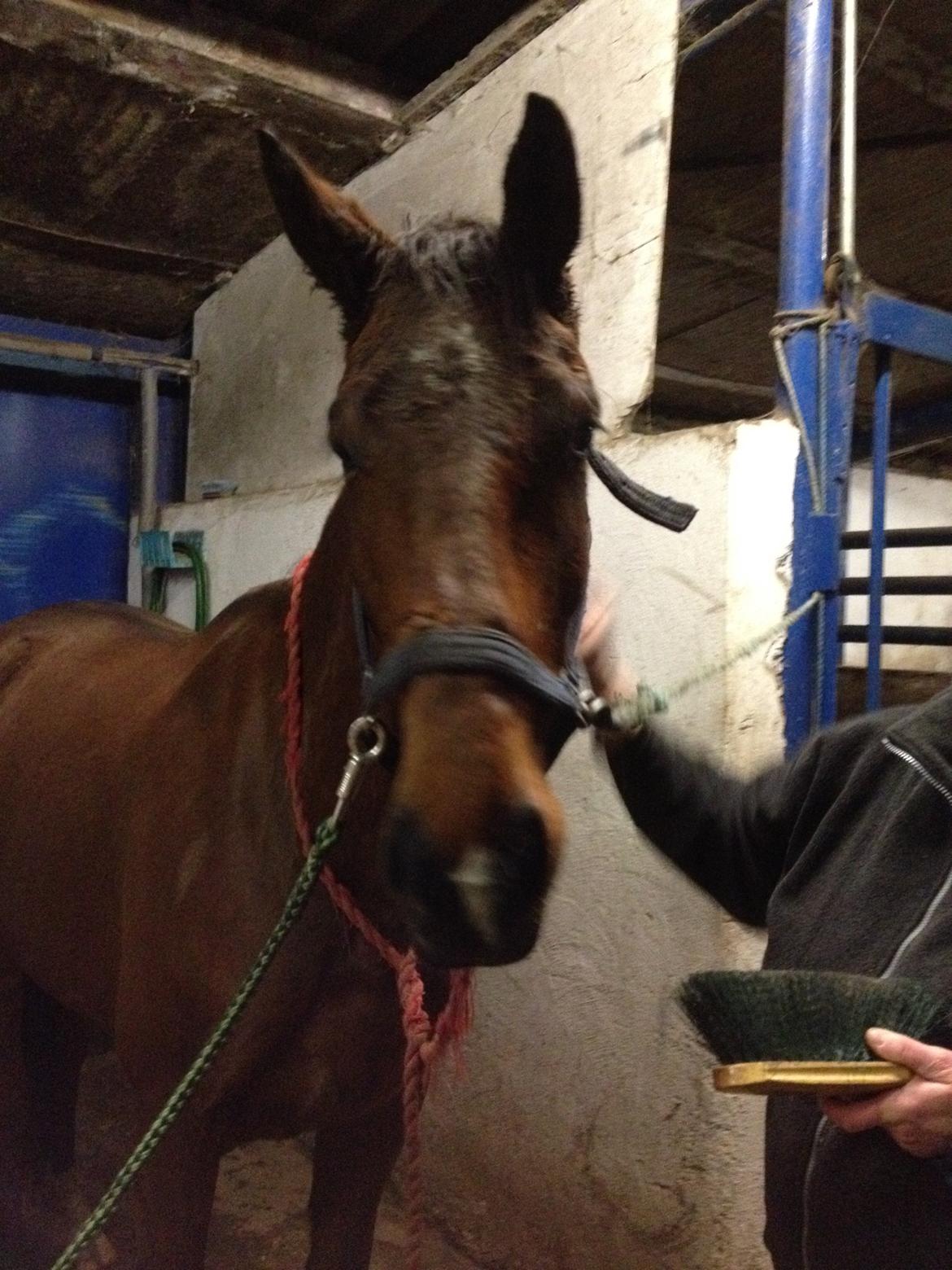 Dansk Varmblod Østergaards Don Casino - December 2013 billede 4