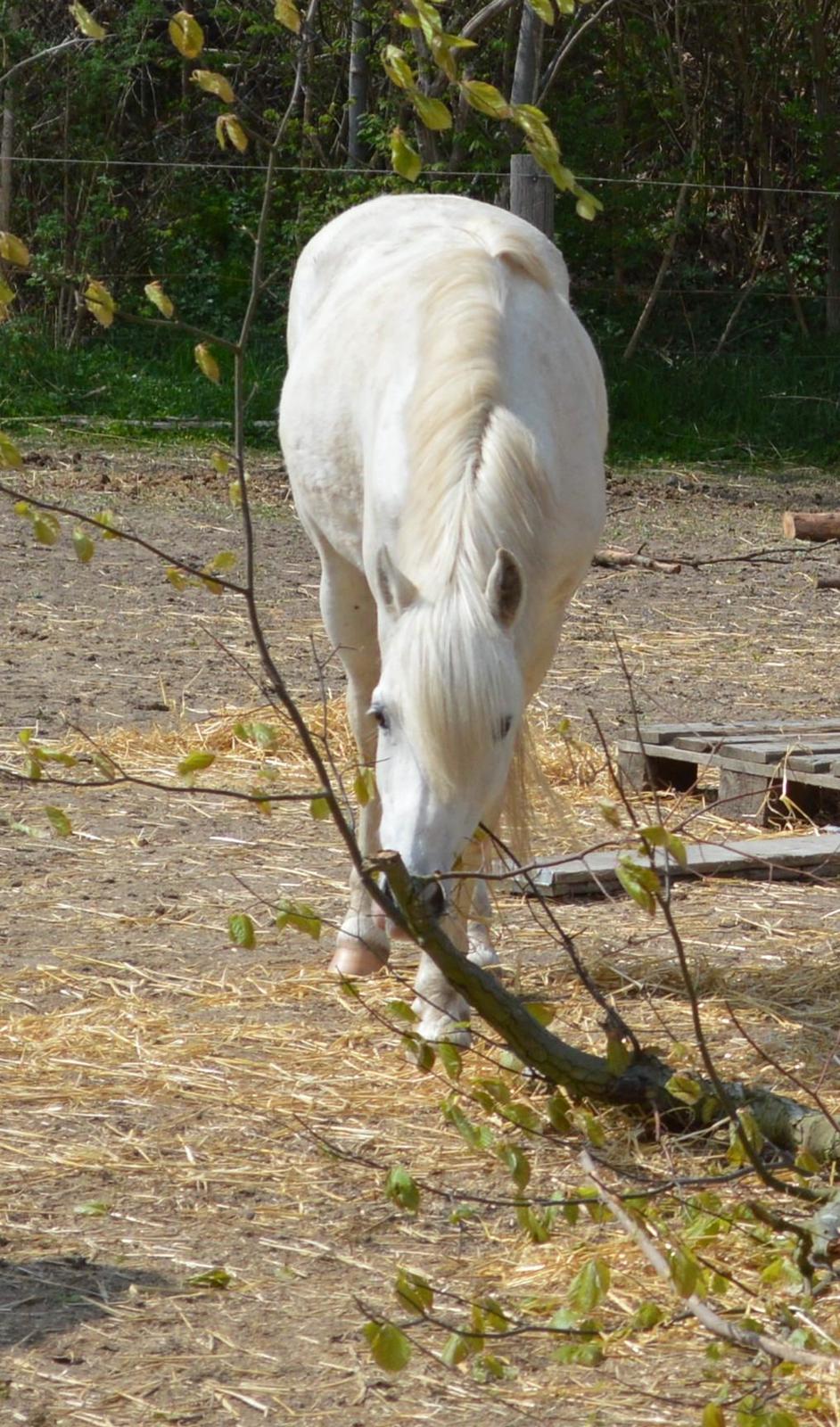 Welsh Pony (sec B) Klintholms Sir Jeff billede 6