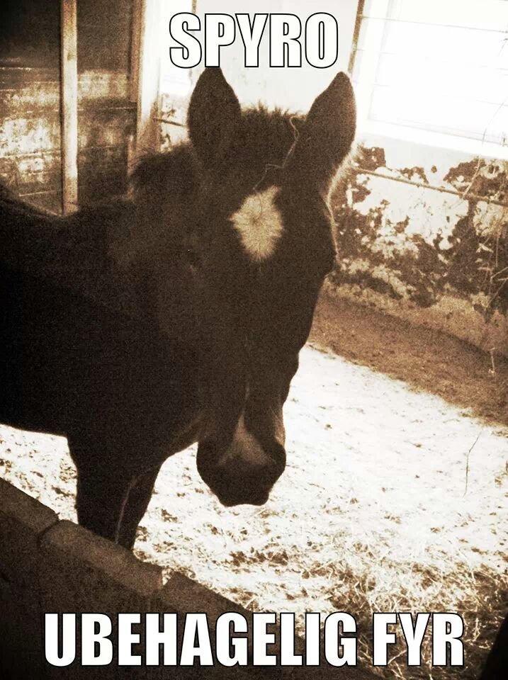 Anden særlig race Spyro billede 7