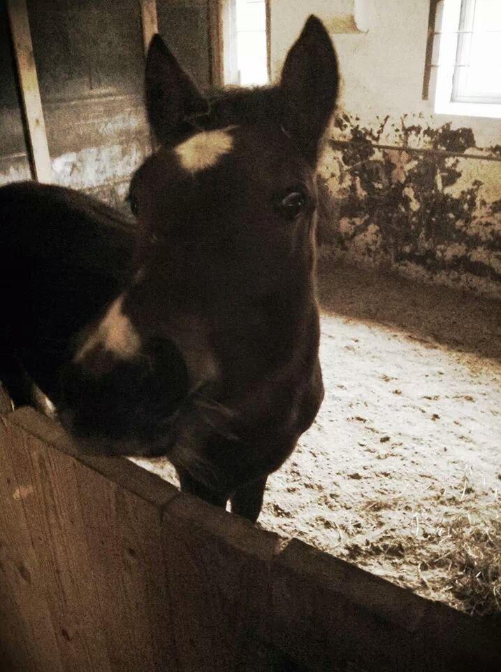 Anden særlig race Spyro billede 8