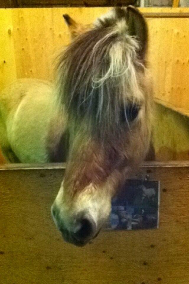 Fjordhest Basse billede 7