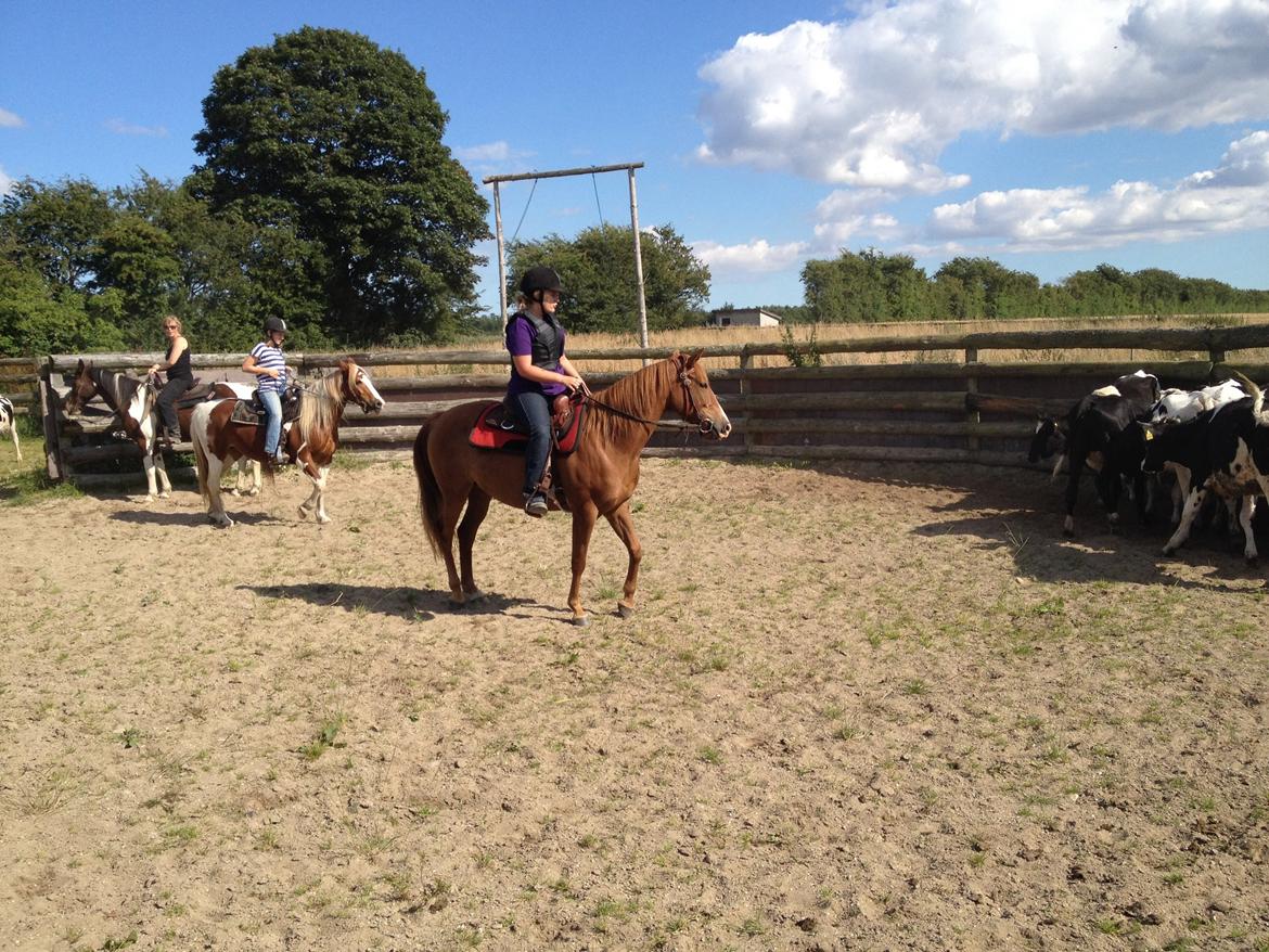 Quarter Fancy Indie Catalyst billede 8