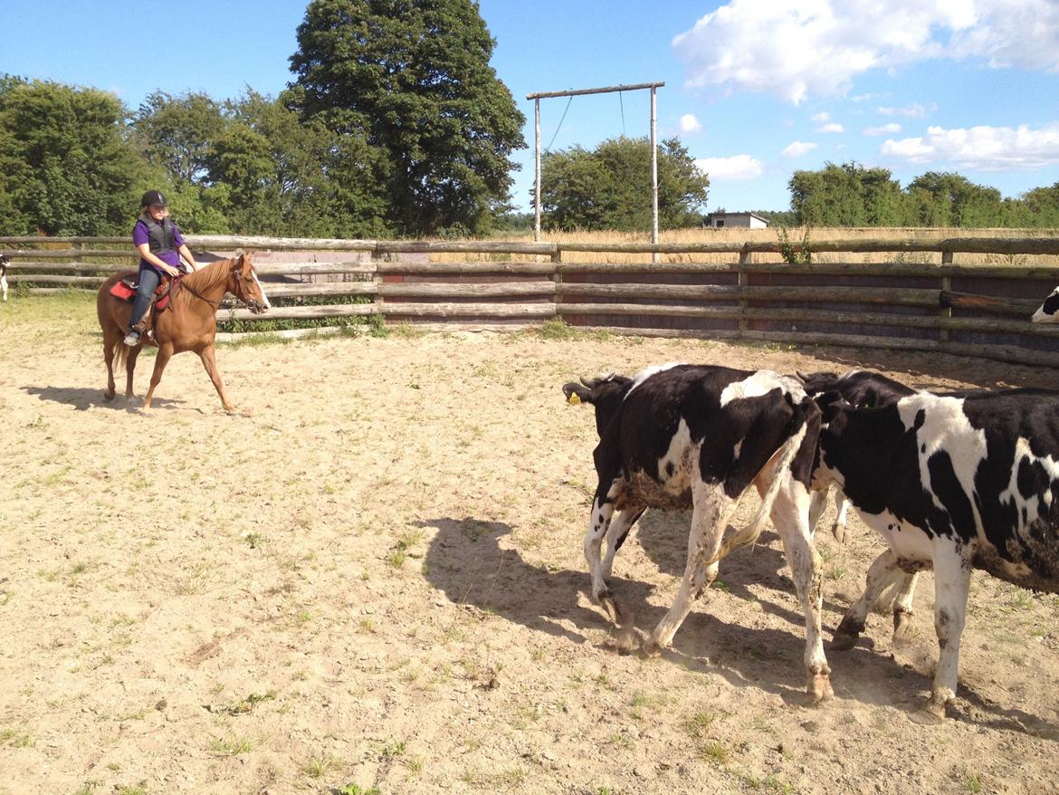 Quarter Fancy Indie Catalyst billede 9