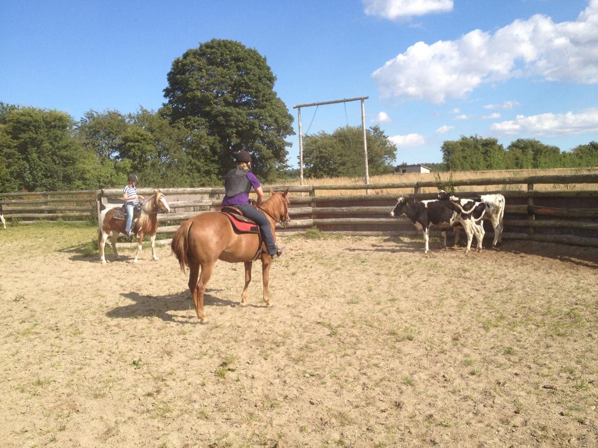 Quarter Fancy Indie Catalyst billede 12