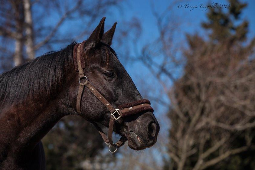 Dansk Varmblod Rughavens Linetta *Damphesten* billede 7