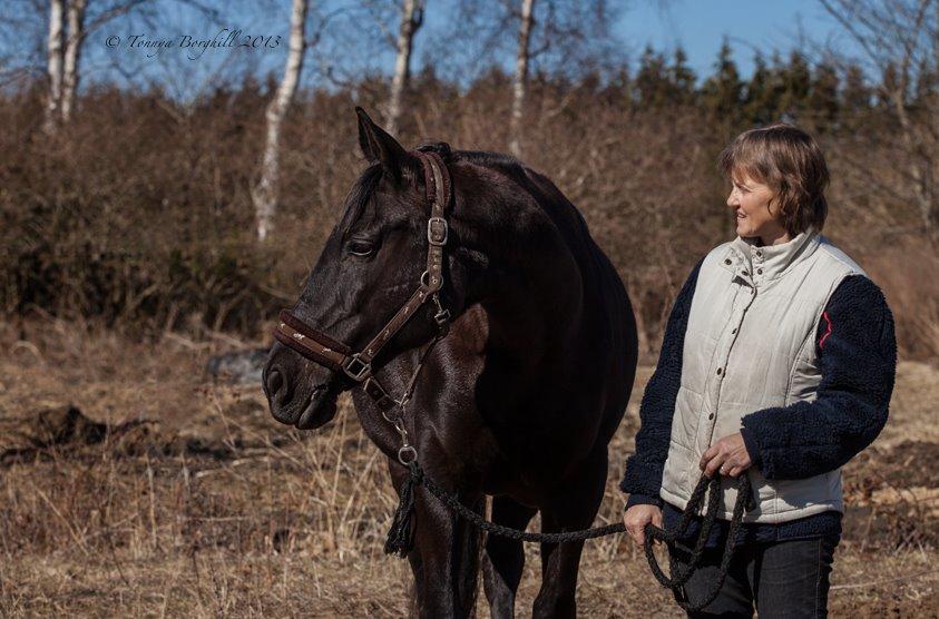 Dansk Varmblod Rughavens Linetta *Damphesten* billede 8