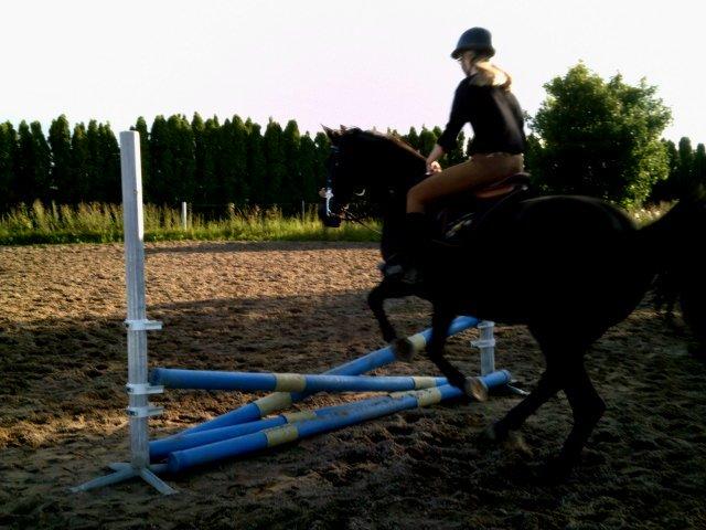 Dansk Varmblod Rughavens Linetta *Damphesten* billede 11