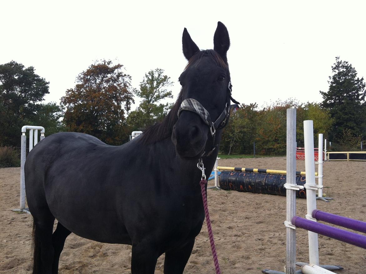 Dansk Varmblod Rughavens Linetta *Damphesten* billede 12