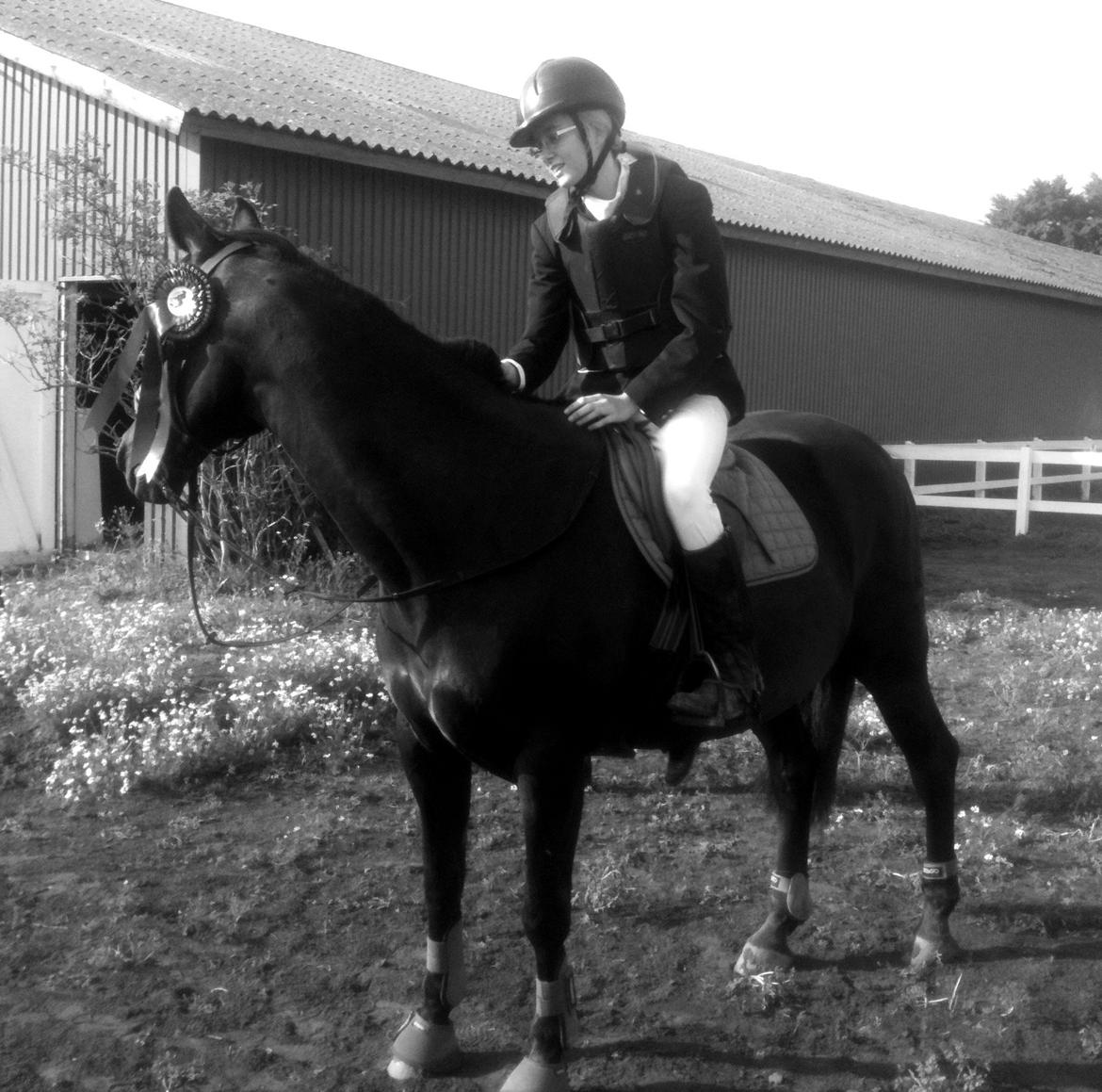 Dansk Varmblod Rughavens Linetta *Damphesten* billede 16