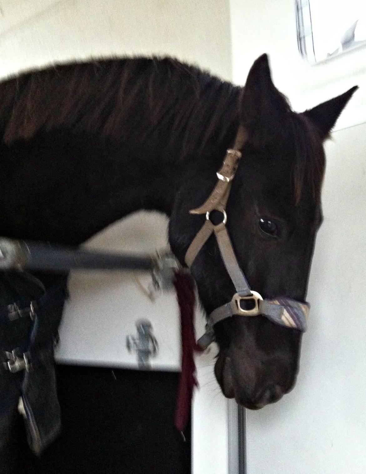 Dansk Varmblod Rughavens Linetta *Damphesten* billede 17