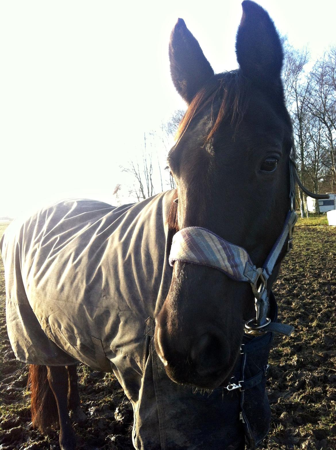 Dansk Varmblod Rughavens Linetta *Damphesten* billede 18