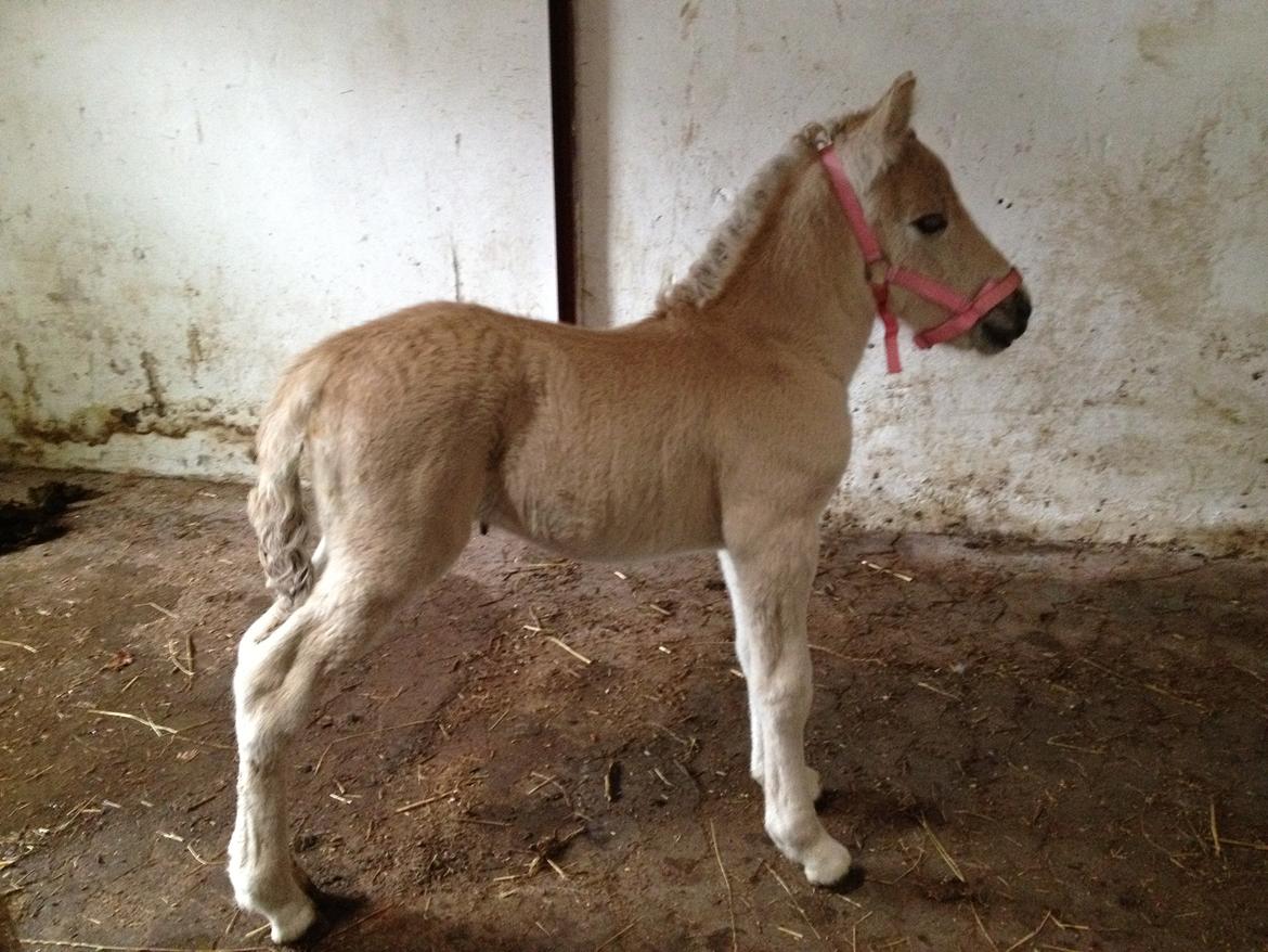 Fjordhest Athena - 1 uge gammel billede 1